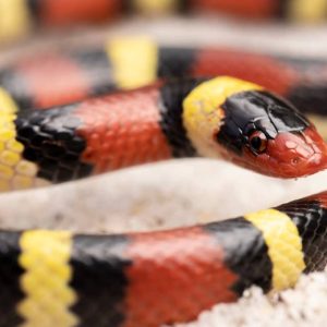 Scarlet Kingsnake