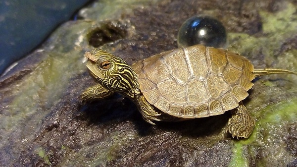 Baby False Map Turtle