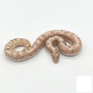Baby Paradox Snow Kenyan Sand Boa