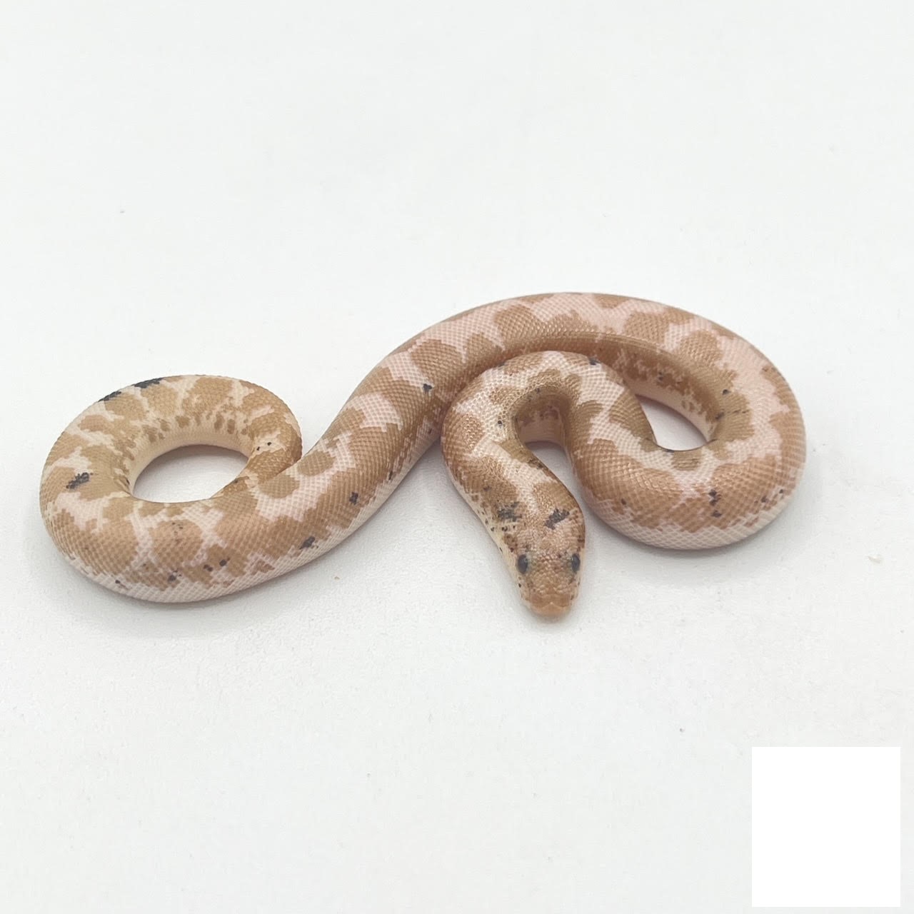 Baby Paradox Snow Kenyan Sand Boa