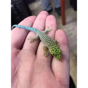 Baby Standings Day Gecko