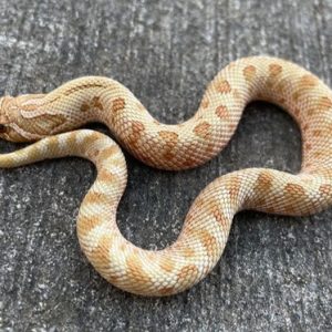 Toffee Anaconda Western Hognose Snake