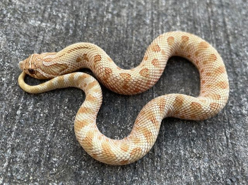 Toffee Anaconda Western Hognose Snake