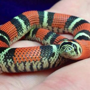 Baby Tricolor Hognose Snake