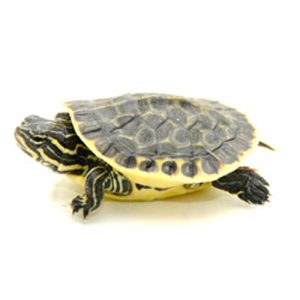 Baby Florida Chicken Turtle