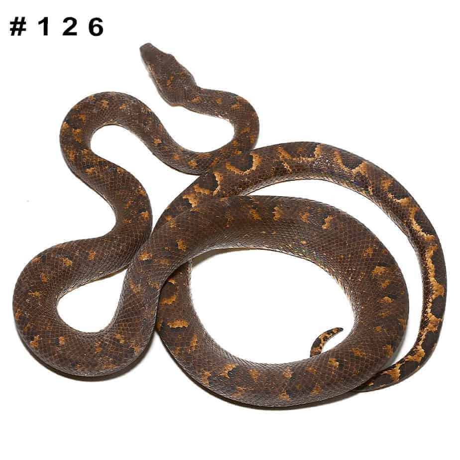 Adult Solomon Island Tree Boa - Image 3