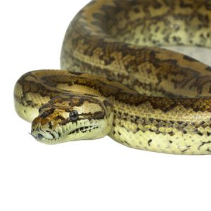 2014 Tiger Coastal Carpet Python