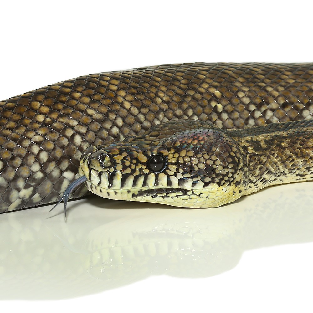 2015 Female Granite Irian Jaya Carpet Python - Image 2