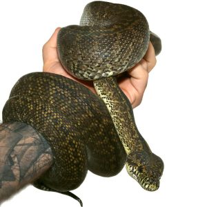 2015 Female Granite Irian Jaya Carpet Python