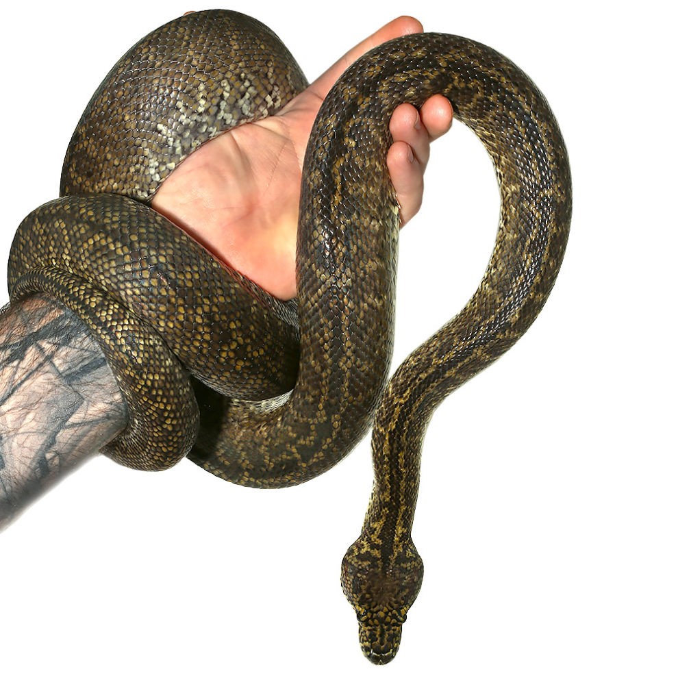 2015 Female Granite Irian Jaya Carpet Python - Image 4