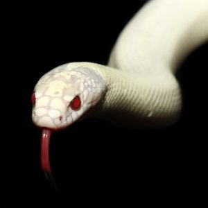 Adult Aberrant Albino California Kingsnake