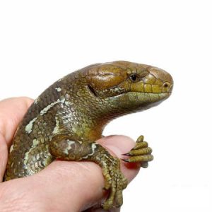 Baby Porphura Tegu - Image 2