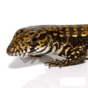 Baby Porphura Tegu