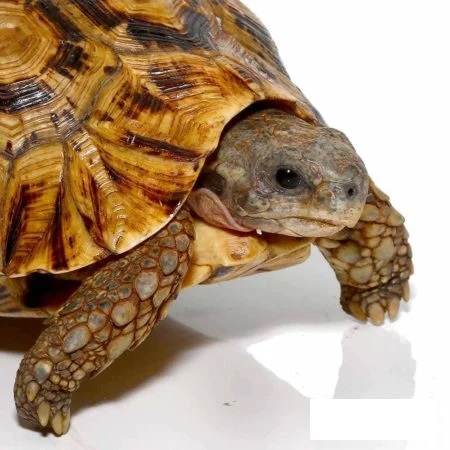 Northern Zombensis Hingeback Tortoise