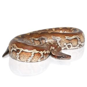 Sub-adult Sumatran Blood Python