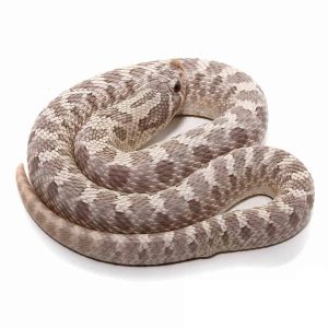 Adult Lavender Western Hognose Snake