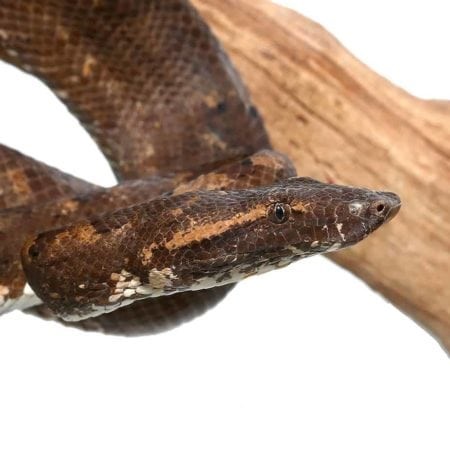 Adult Solomon Island Tree Boa