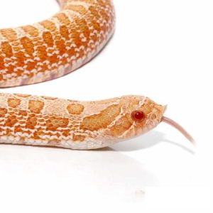 Adult Albino Anaconda Western Hognose Snake (33 Inches)