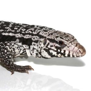 Anery Snowmaker Tegu