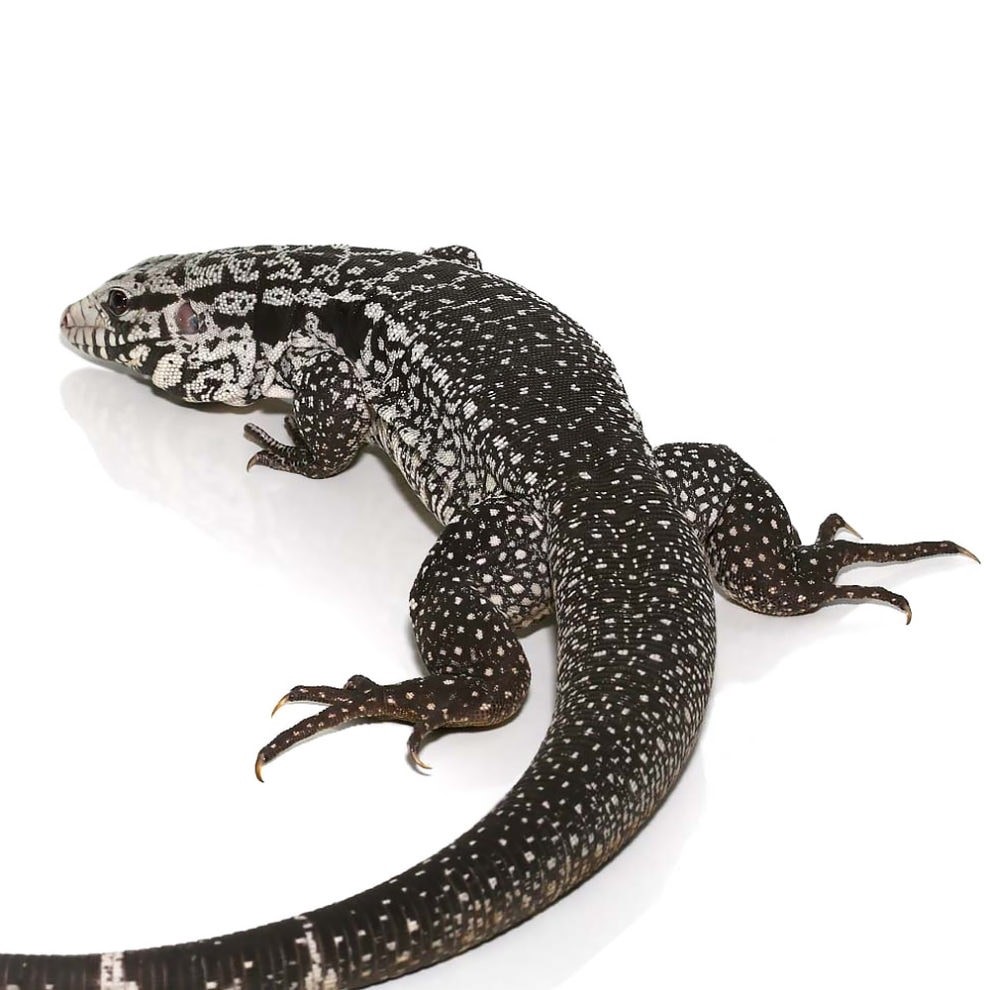 Anery Snowmaker Tegu - Image 2