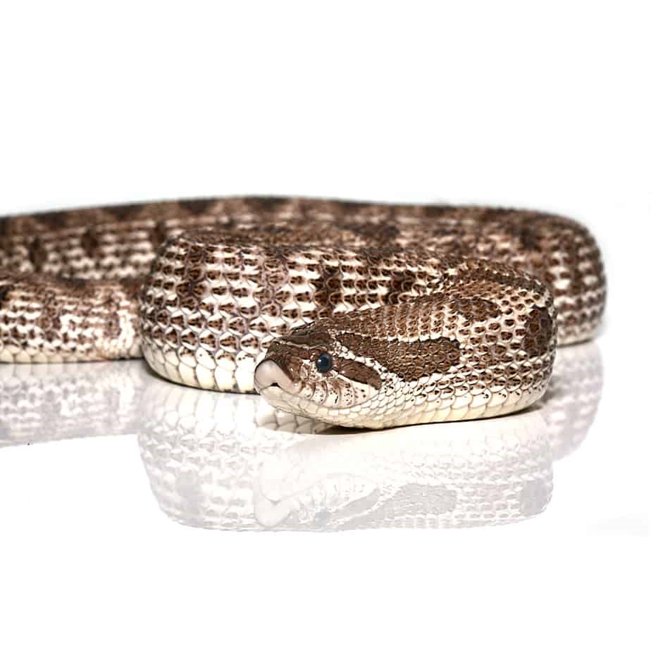 Giant Adult Female Axanthic Western Hognose Snake 500+ Grams