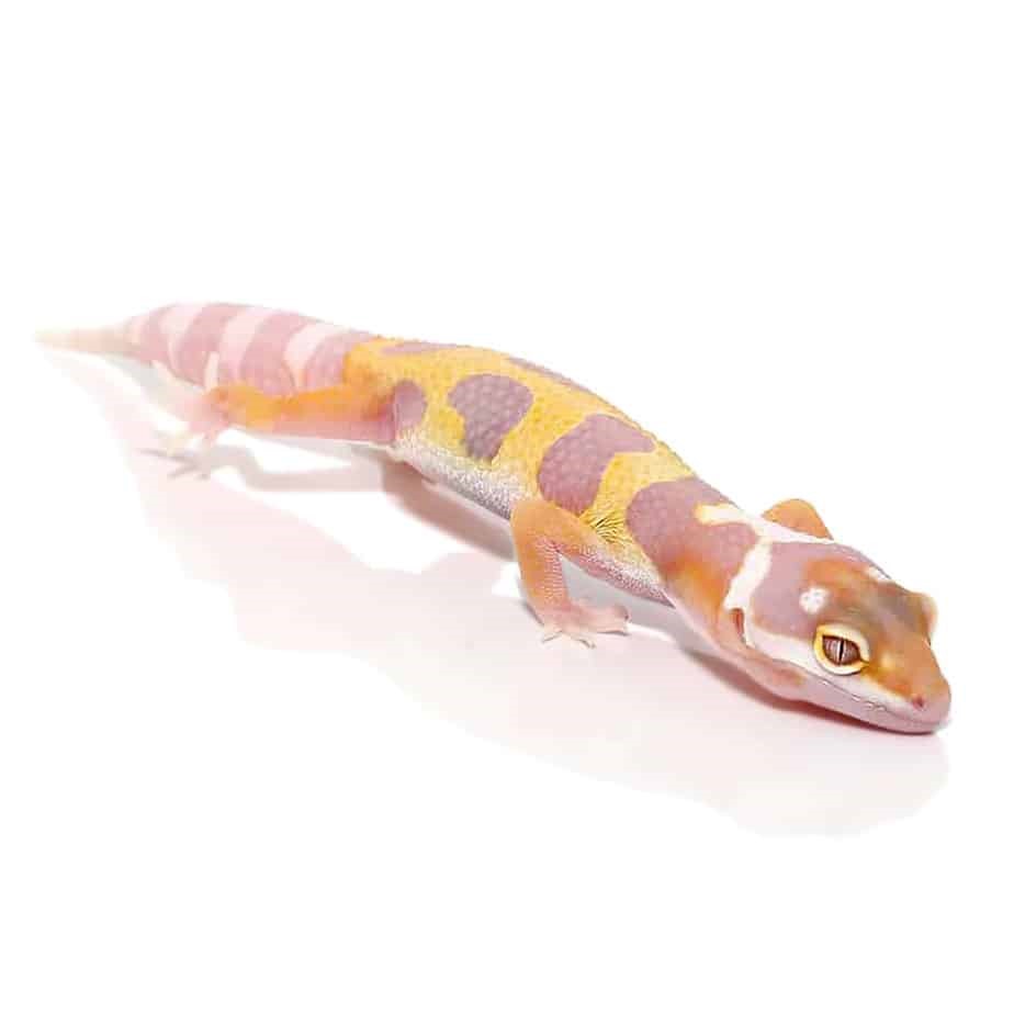 Juvenile Aptor Leopard Gecko