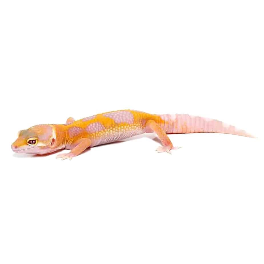 Juvenile Aptor Leopard Gecko - Image 3