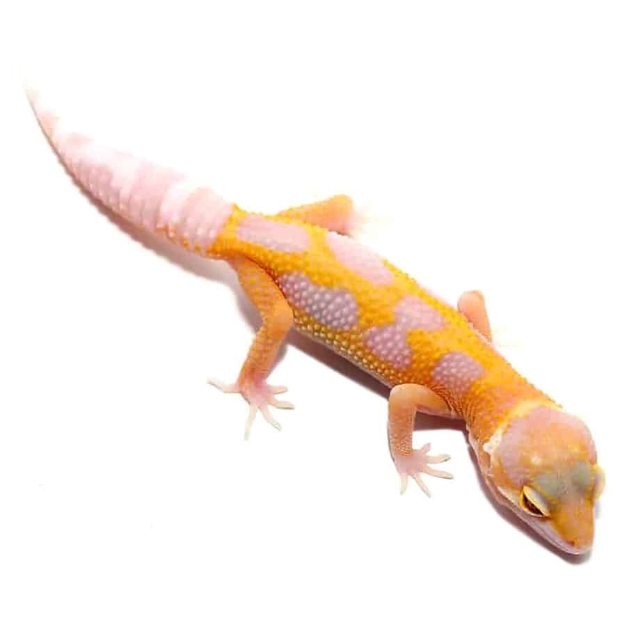 Juvenile Aptor Leopard Gecko - Image 4