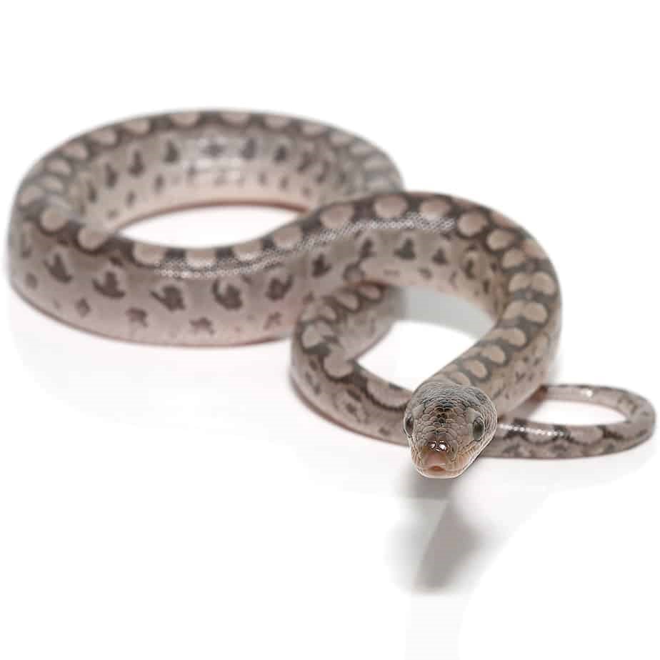 Baby Argentine Rainbow Boa - Image 2