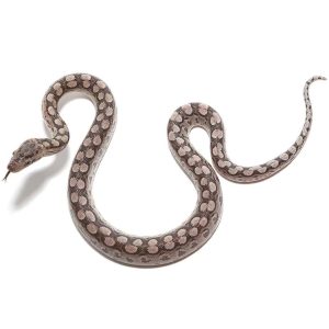 Baby Argentine Rainbow Boa