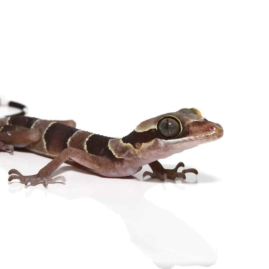 Baby Bintang Slender Toed Gecko
