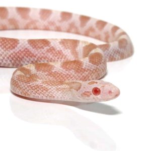 Baby Caramel Albino Diffused Cornsnake (Sulfur)