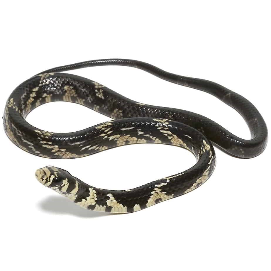 Baby Guyana Tiger Ratsnake - Image 2