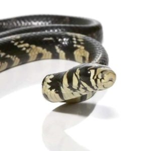 Baby Guyana Tiger Ratsnake