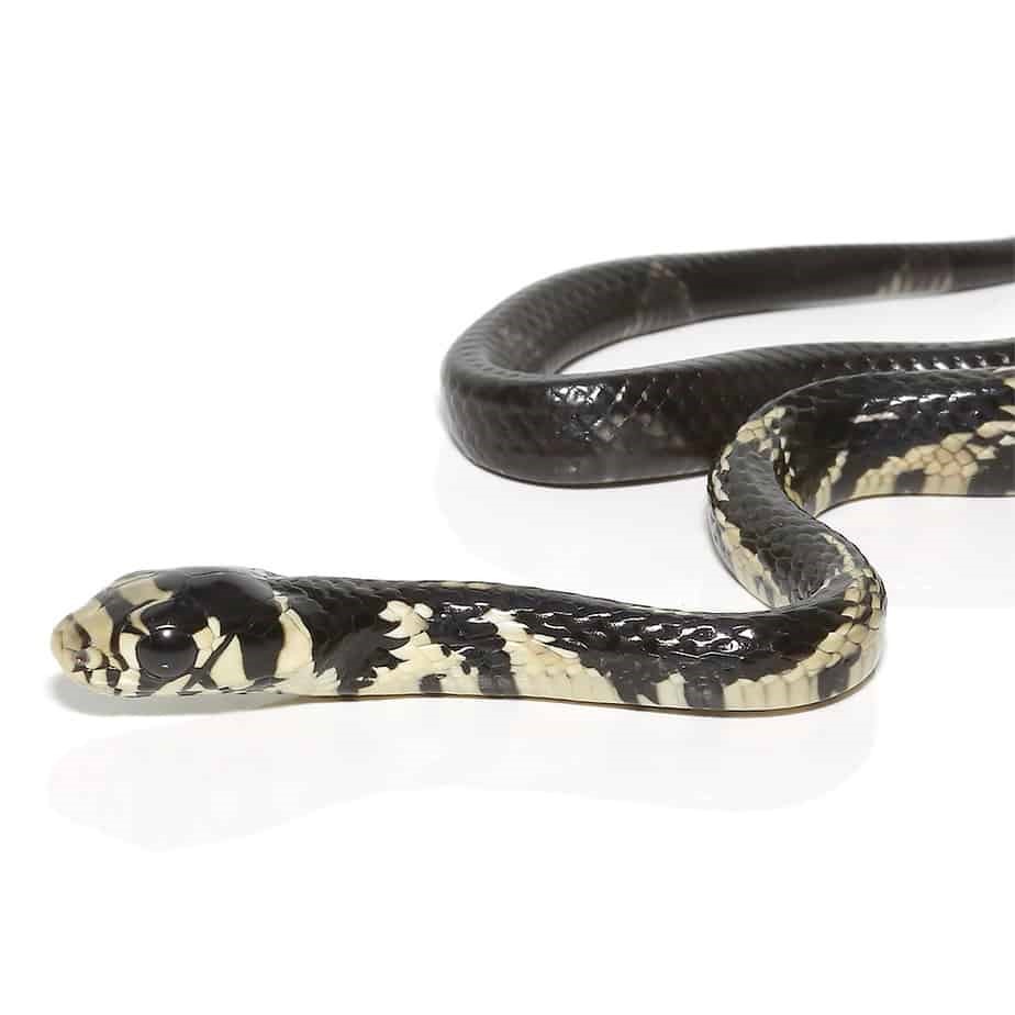 Baby Guyana Tiger Ratsnake - Image 4