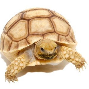 Baby Hypo Sulcata Tortoise