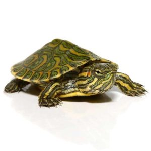 Baby Pastel Rio Grande Red Ear Slider Turtle