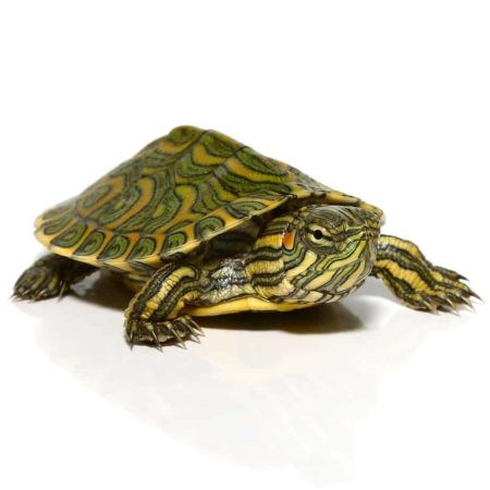 Baby Pastel Rio Grande Red Ear Slider Turtle