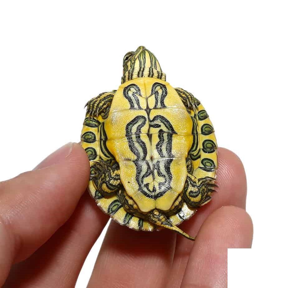 Baby Pastel Rio Grande Red Ear Slider Turtle - Image 3
