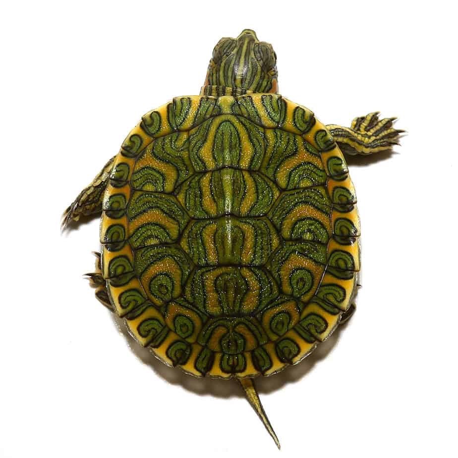 Baby Pastel Rio Grande Red Ear Slider Turtle - Image 4