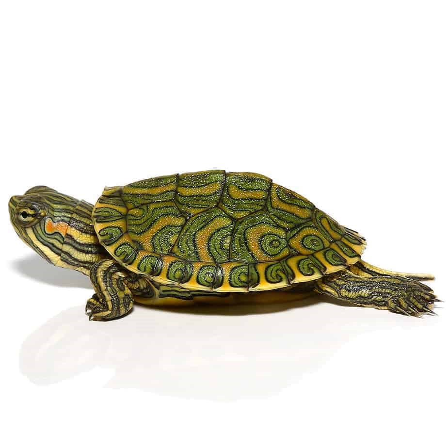 Baby Pastel Rio Grande Red Ear Slider Turtle - Image 5