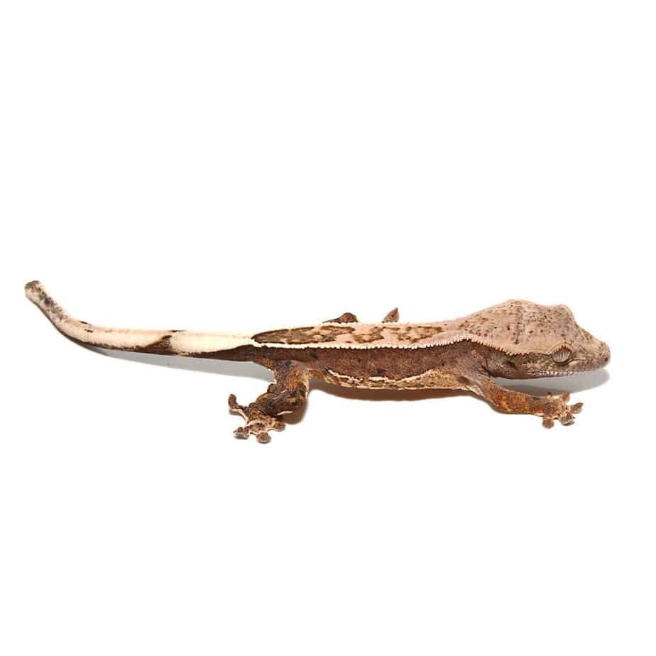 Baby Burgundy Harlequin Dalmatian Crested Gecko - Image 2