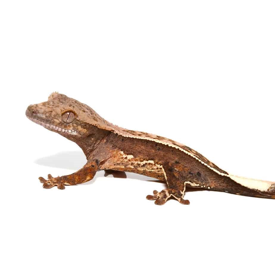 Baby Burgundy Harlequin Dalmatian Crested Gecko - Image 3