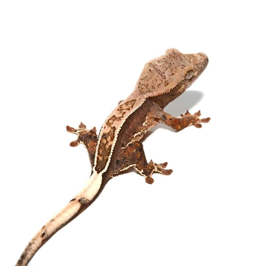 Baby Burgundy Harlequin Dalmatian Crested Gecko