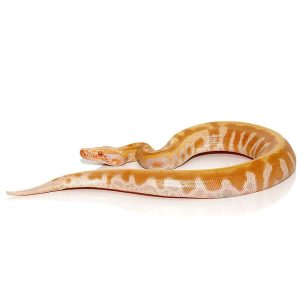 Baby T Negative Albino Blood Python