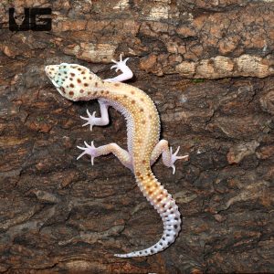 Bells Albino Snake Eyes Leopard Gecko