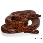 Adult Female Brazilian Rainbow Boa - Image 2