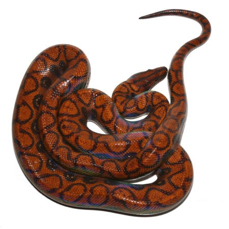 Adult Female Brazilian Rainbow Boa - Image 3