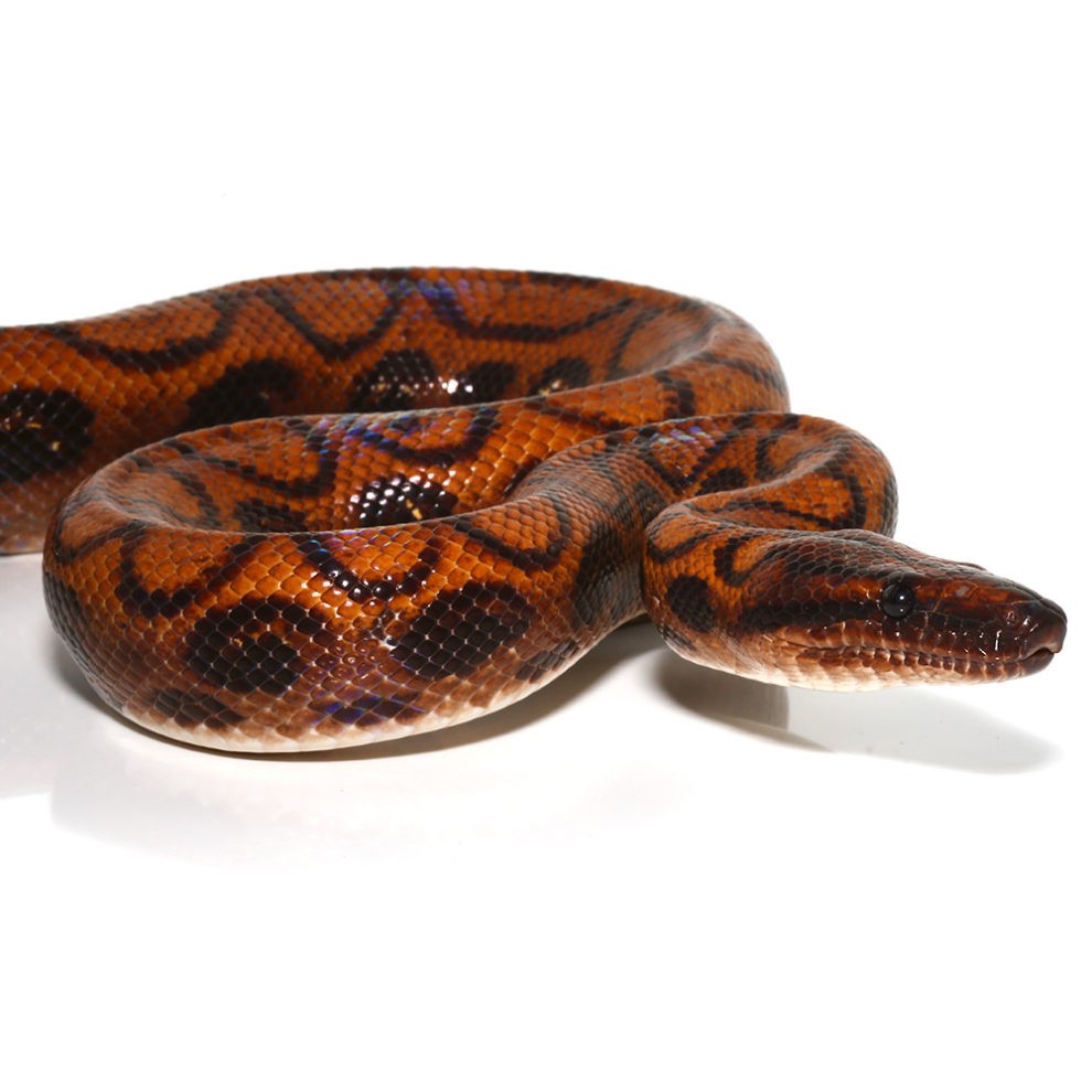 Adult Female Brazilian Rainbow Boa