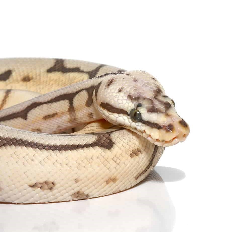 Baby Bumblebee Disco Hypo Leopard Ball Python